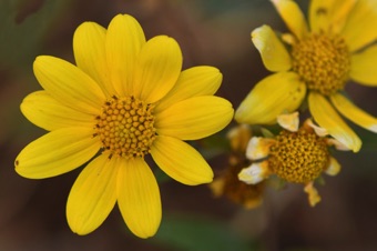 Viguaria multiflora, ray and disk florets
