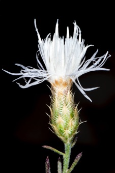 Centaurea stoebe, side view with spinulose phyllaries