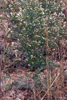 Centaurea stoebe. A biennial species with a first year plant in foreground, and flowering second year plant in background