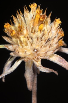 Viguiera multiflora- chaffy bracts on receptacle surrounding fruits without pappus