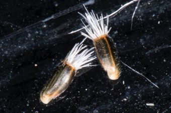 Centaurea stoebe fruits with pappus