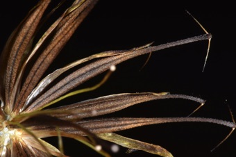 Cypselas with pappus of 2 hook-like tips; receptacular bracts are thin, thread-like