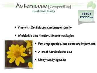 Asteraceae1.png