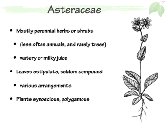 Asteraceae3.png