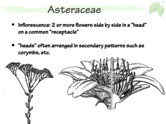 Asteraceae4.png