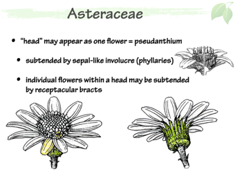Asteraceae5.png