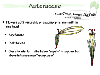 Asteraceae6.png