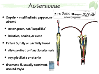 Asteraceae7.png