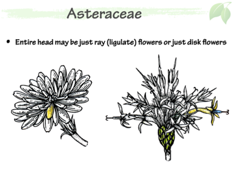 Asteraceae8.png