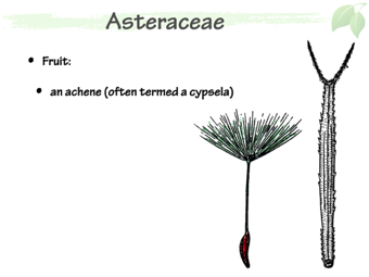 Asteraceae9.png