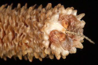 Female catkin, disarticulating, showing three winged bract (with abortive fruit) and several achenes with 2 stigmas each (2 carpels)