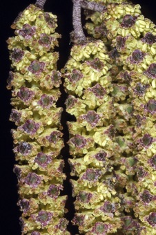 Alnus (alder) male catkins