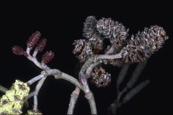 Alnus serrulata (alder) - female inflorescence from this year (left), last year (right) and end of male inflorescence (lower left)