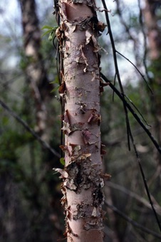 Betula