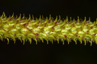 Betula - female inflorescence