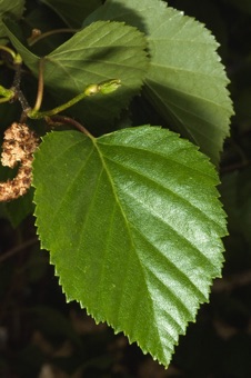 River birch - doubly serrate margin