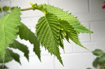 Betula - double serrate leaf margins