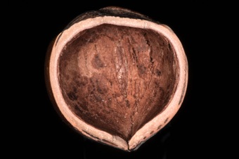 Filbert = hazelnut; stony pericarp with integument around the mature seed