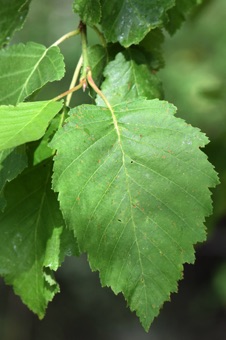Alnus - doubly serrate margin