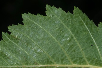N17_4515_alderLeafMargin.jpg