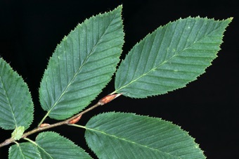 Carpinus leaves