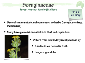 Boraginaceae1.png