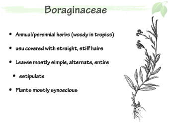 Boraginaceae2.png