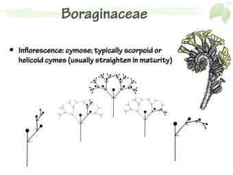 Boraginaceae3.png