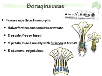 Boraginaceae4.png