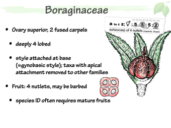 Boraginaceae5.png