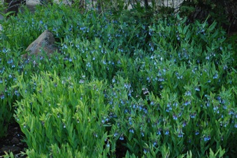 Mertensia