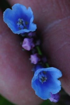Mertensia fornices