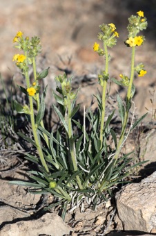 Cryptantha