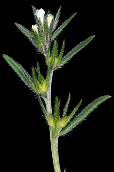 Lithospermum