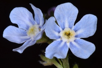Myosotis