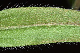 Myosotis - bristle hairs on leaves