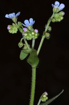 Myosotis
