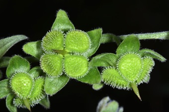 N17_4503_mod21.jpg