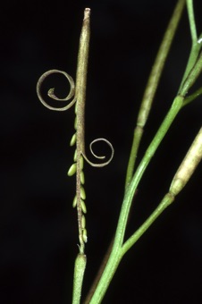 Cardamine hirsuta with valves detaching from replum