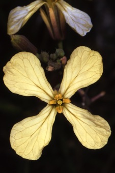 Barbarea verna; the two shorter stamens are not visible