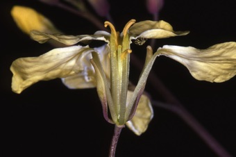 Barbarea verna, clawed petals and shorter stamens visible