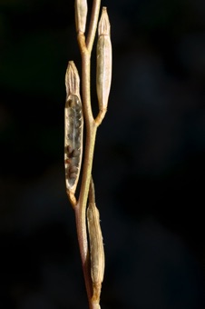 Radish siliques