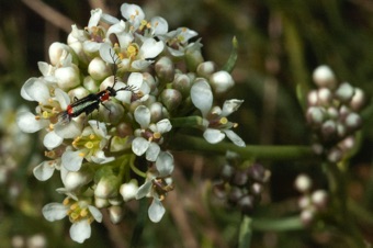 Lepidium inflorescence