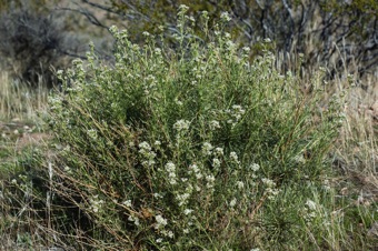 Lepidium  in Nevada