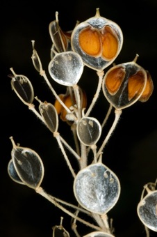 Alyssum silicles