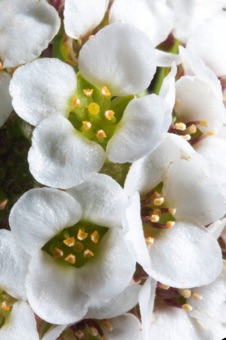 Lobularia flowers