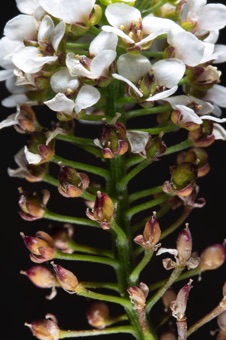 Lobularia inflorescence - a raceme