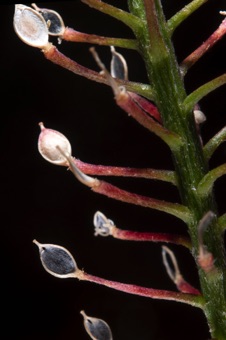 Lobularia silicles
