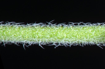 M...malpighian hairs on fruit