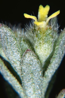 Alyssum - high magnification of tiny flower and stellate hairs